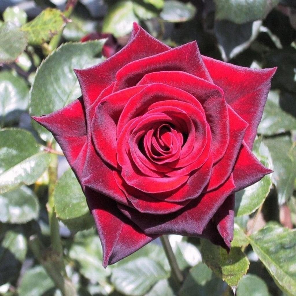 Tüplü Kokulu Clove Rose Karanfil Yediveren Sarmaşık Gül Fidanı (150-200 cm)