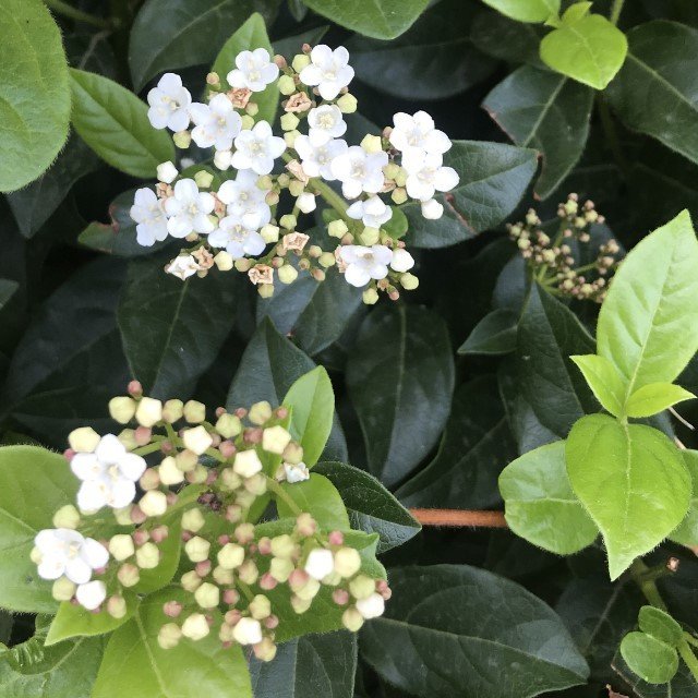 Tüplü İthal Herdem Yeşil Kartopu (Viburnum Lucidum) Fil Burnu Fidanı