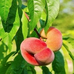 Tüplü Aşılı Tam Bodur Basık Yassı Paraguaya Şeftali Fidanı