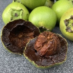 Tüplü Çikolatalı Meyvesi Black Sapota Ağacı Fidanı(20-40 cm)
