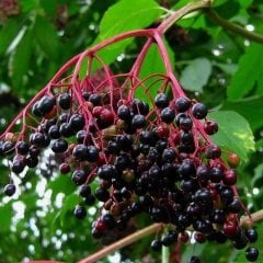 Tüplü Sambucus Nigra Kara Mürver Fidanı-Meyve Verme Durumunda