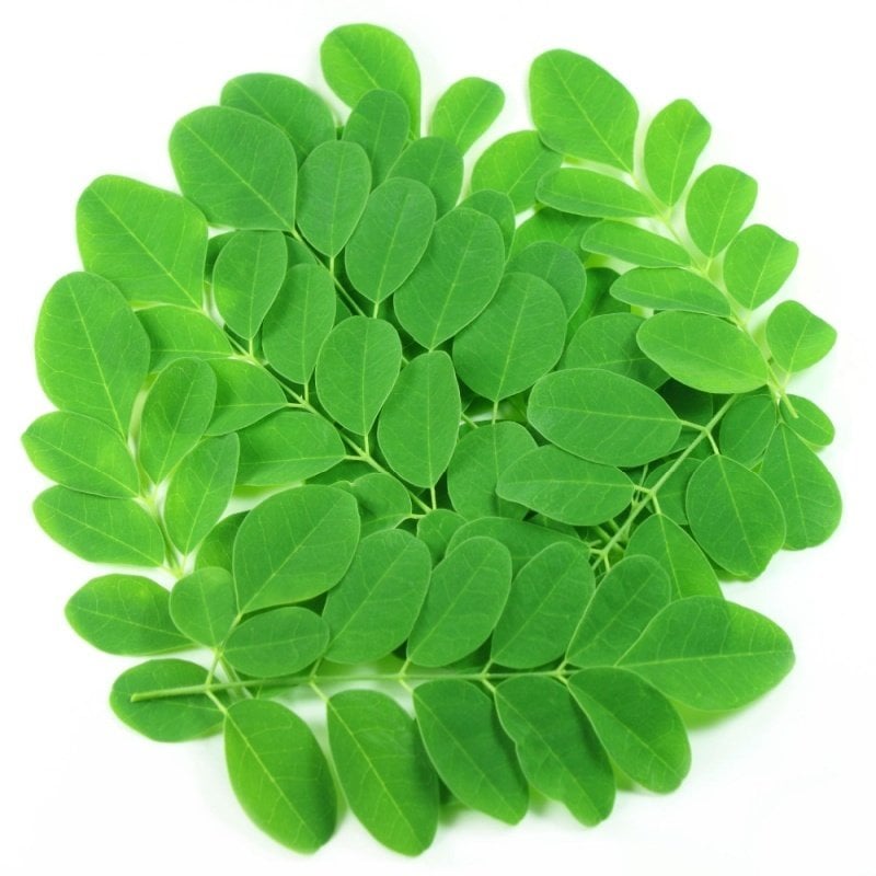 Tüplü Baharatlık Moringa Ağacı Fidanı (60-90 Cm)10 Adet