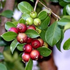Tüplü Strawberry Guava Çilek Guavası Fidanı Meyve Verme Durumunda