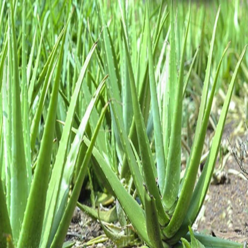Tüplü Şifalı  Aloe Vera Fidanı
