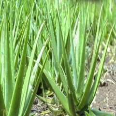 Tüplü Şifalı  Aloe Vera Fidanı