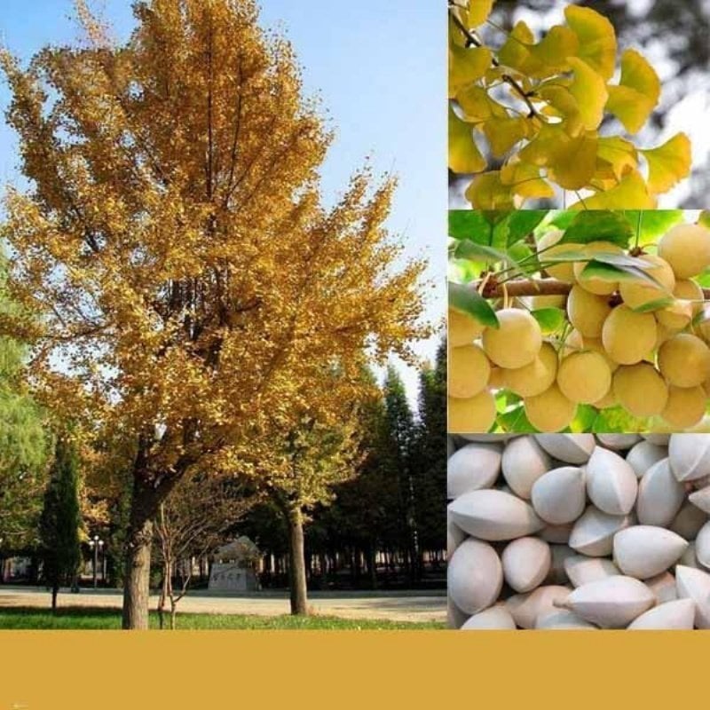 Tüplü Mabet Ağacı Ginkgo Biloba Fidanı