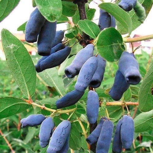 Nadir Bulunan Honeyberry Bal Yemişi Fidanı (10 Adet)