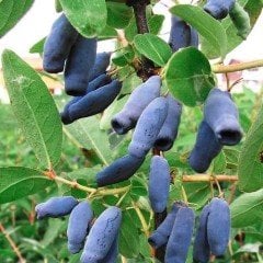 Nadir Bulunan Honeyberry Bal Yemişi Fidanı (10 Adet)
