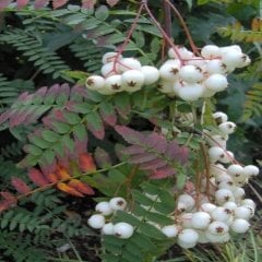 Tüplü Sorbus Beyaz Ak Üvez  Fidanı