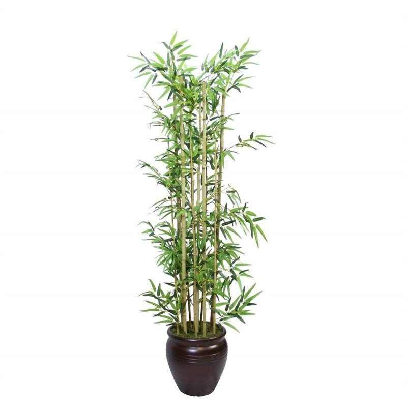 Tüplü Saksıda Yetişen Bambu Fidanı