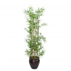 Tüplü Saksıda Yetişen Bambu Fidanı