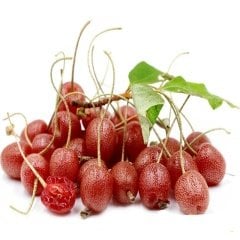 Tüplü Elaeagnus Umbellata Güz Zeytini Fidanı