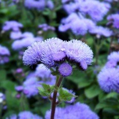 Ageratum Mexicanum Mavi Vapur Dumanı Çiçeği Tohumu (100 tohum)