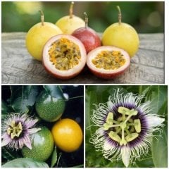 Tüplü  Passiflora Ligularis (Sweet Granidalla) Fidanı