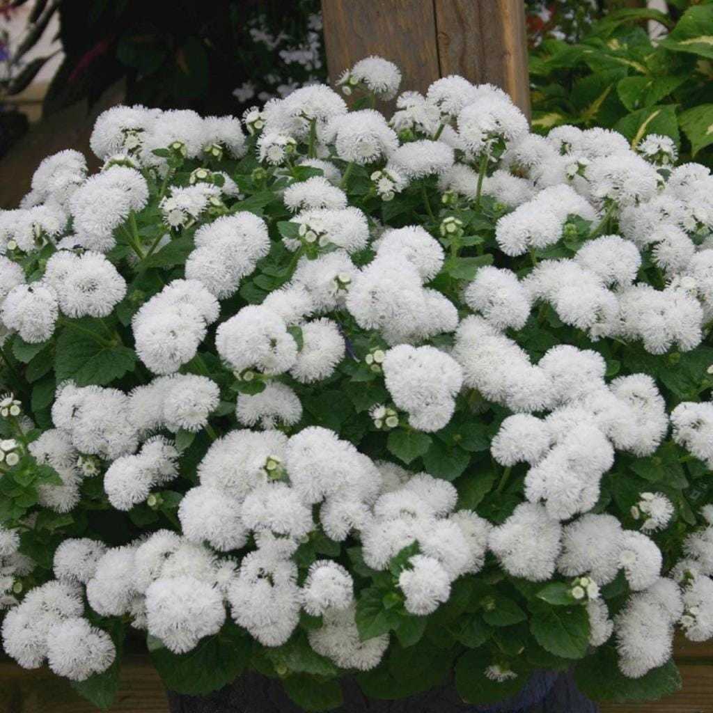 Beyaz Ageratum (Vapur Dumanı) Çiçeği Tohumu