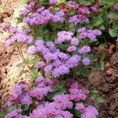 Pembe Top Vapur Dumanı(Ageratum) Çiçeği Tohumu (50 tohum)