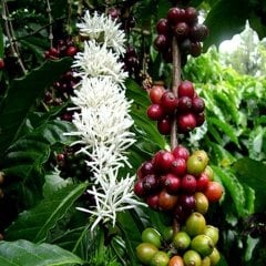 Tüplü Coffea Arabica Kahve Fidanı(10-30 cm)