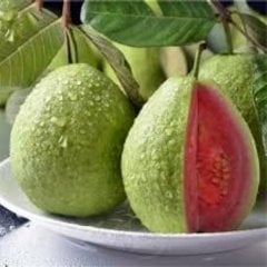 Tüplü Kırmızı Red Guava Fidanı