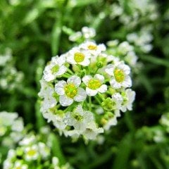 Alisyum Yeşil Kuduz Otu Çiçeği Tohumu (400 tohum )
