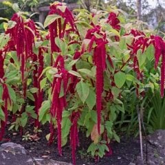 Sarkan Kırmızı Amaranthus (Horoz İbiği) Çiçeği Tohumu( 150 tohum )