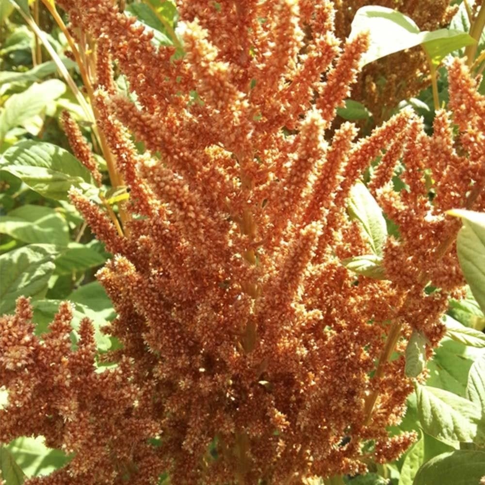 Hot Biscuits Horoz İbiği Amaranthus Çiçeği Tohumu(20 tohum)