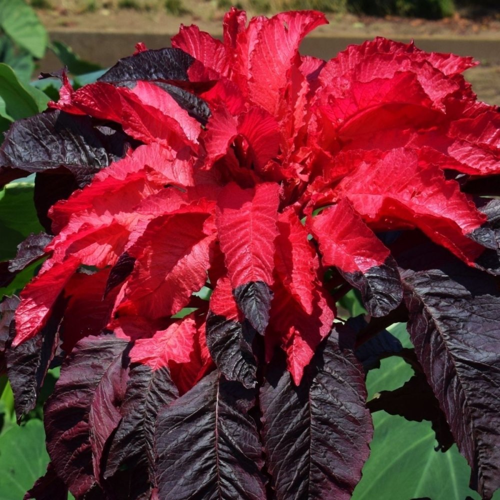 Kırmızı Early Splendor Amaranthus(Horoz İbiği) Çiçeği Tohumu(50 tohum)