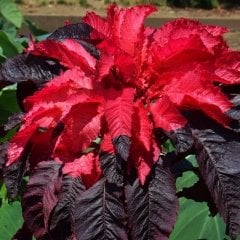 Kırmızı Early Splendor Amaranthus(Horoz İbiği) Çiçeği Tohumu(50 tohum)