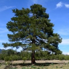Tüplü (Pinus Brutia) Kızılçam Fidanı