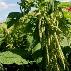 Amaranthus Caudatus Çiçeği Tohumu(50 tohum)