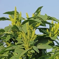 Yeşil Renkli Amaranthus(Horoz İbiği) Çiçeği Tohumu(50 tohum)