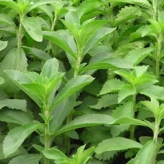 Şeker Otu Stevia Bitkisi Fidesi 100 adet