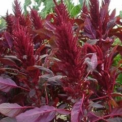 Red Spike Kırmızı Amaranthus Çiçeği Tohumu(50 tohum)