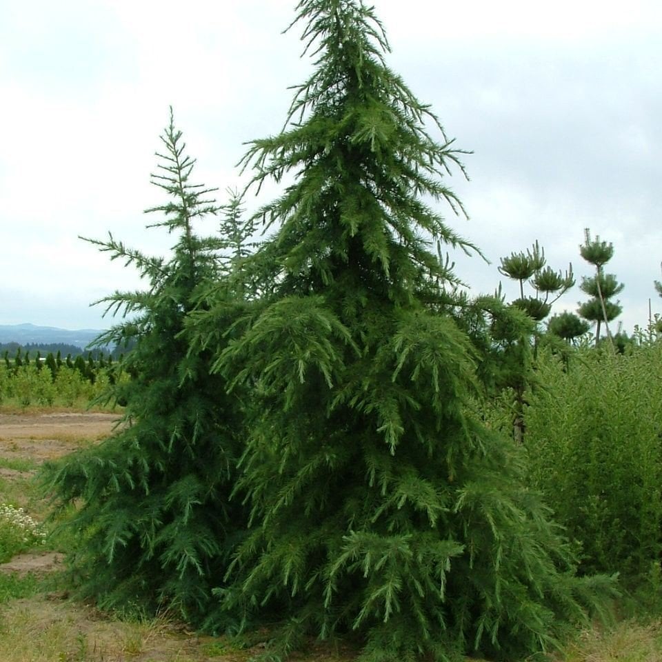 Tüplü (Cedrus Deodora) Himalaya Sediri Fidanı