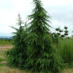 Tüplü (Cedrus Deodora) Himalaya Sediri Fidanı