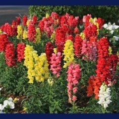 Antirrhinum Rainbow Mixed Karışık Aslanağzı Çiçeği Tohumu(200 tohum)