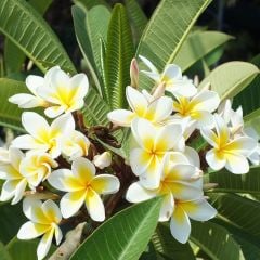 Plumeria Yoğun Kokulu Amerikan Fulu (100-200 cm)