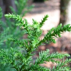 Tüplü (Kriptomarya) Japon Sediri  Japanese Cedar Fidanı