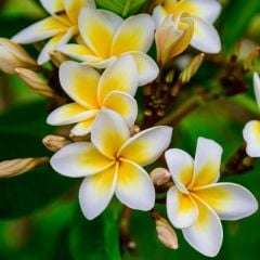 Plumeria Yoğun Kokulu Amerikan Fulu (65-96 cm)