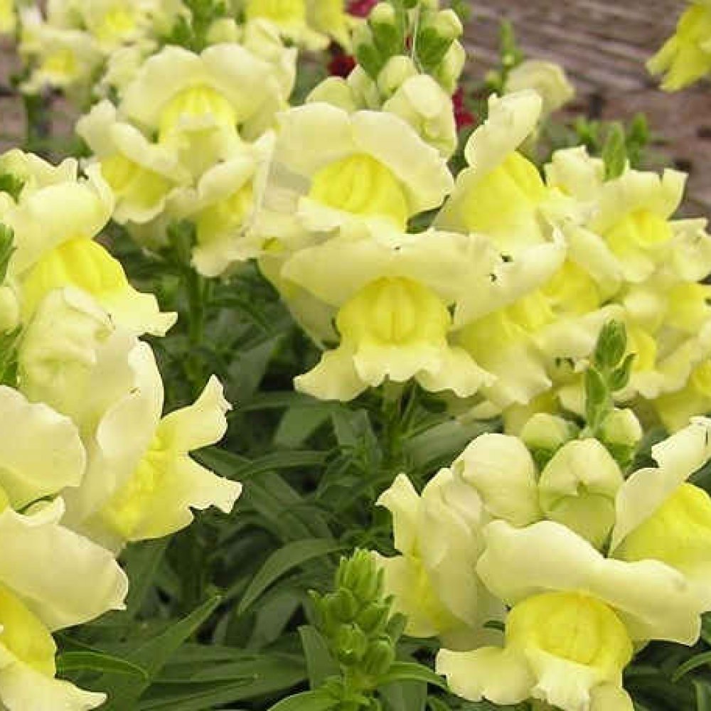 Sarı Aslanağzı Antirrhinum Braun-blanquetii Tohumu(20 tohum))