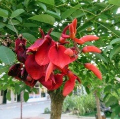 Erythrina Crista Galli Mercan Ağacı Fidanı Özel Çeşit(30-60 cm)