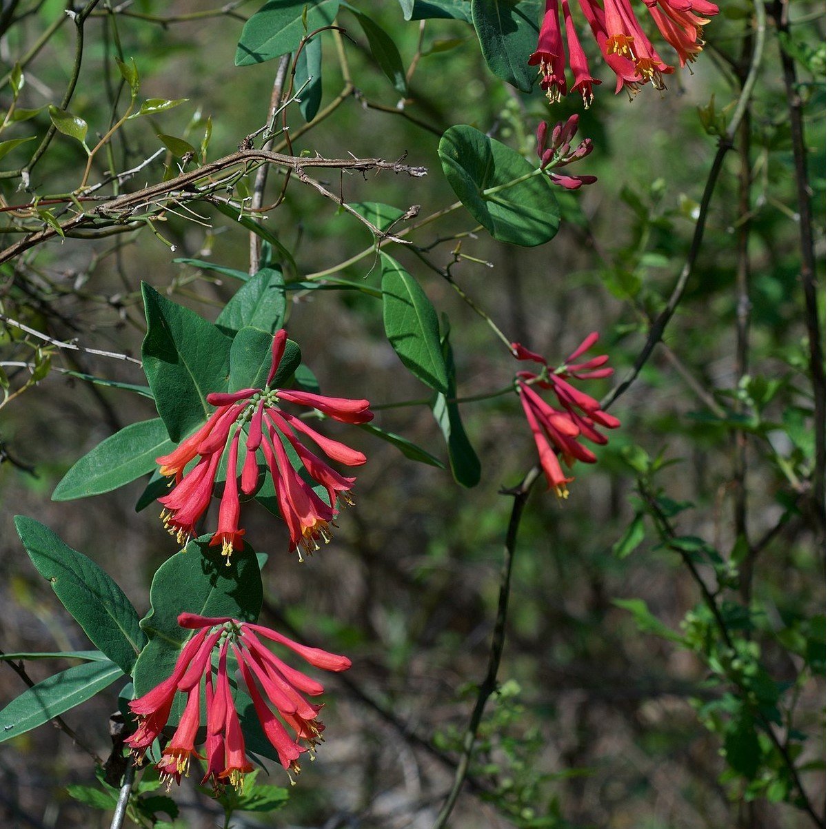 Özel Ürün Lonicera Sempervirens Trompet Hanımeli Fidanı