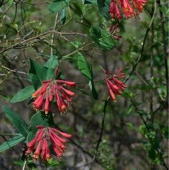 Özel Ürün Lonicera Sempervirens Trompet Hanımeli Fidanı