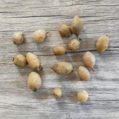 Serapias Vomeracea Salep Yumrusu  (1000 adet)