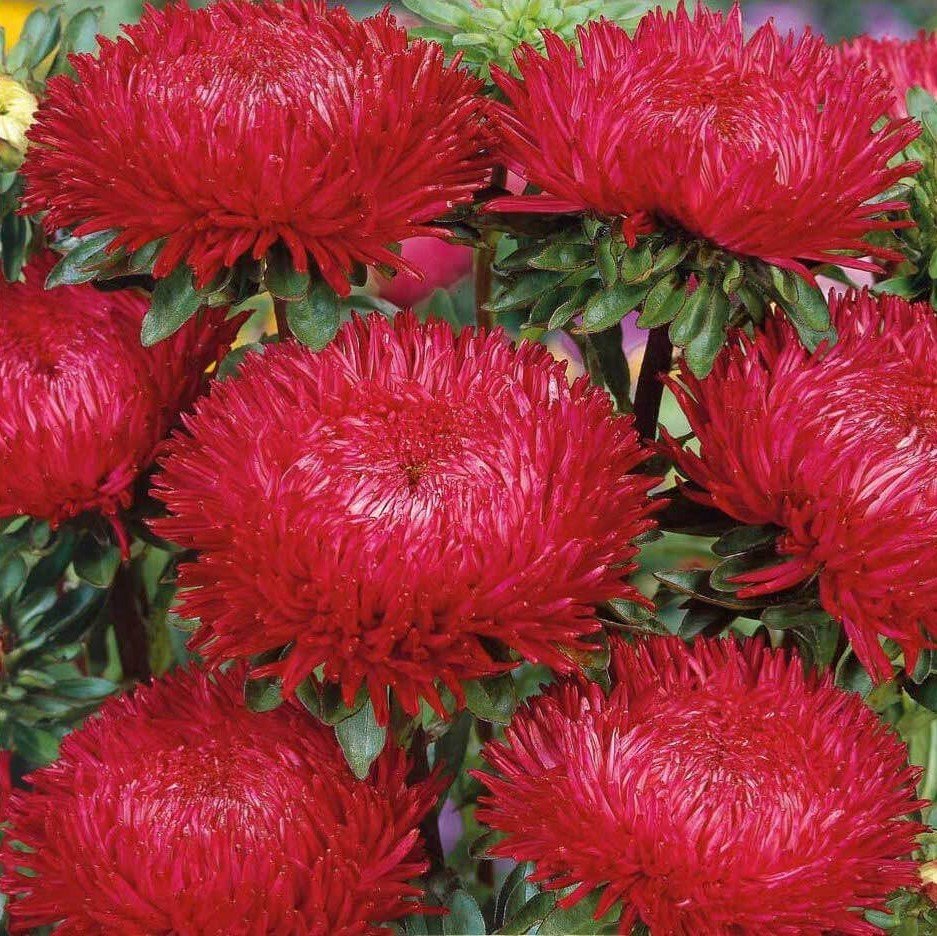 Pompon Callistephus Dark Red Aster Çiçeği Tohumu (50 tohum)