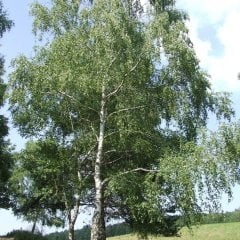 Tüplü Betula Alba Huş Ağacı Fidanı