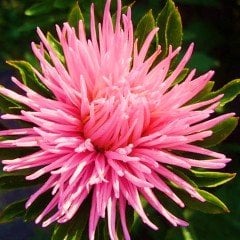 İğne Çiçekli Somon Renkli Aster Çiçeği Tohumu (25 tohum)