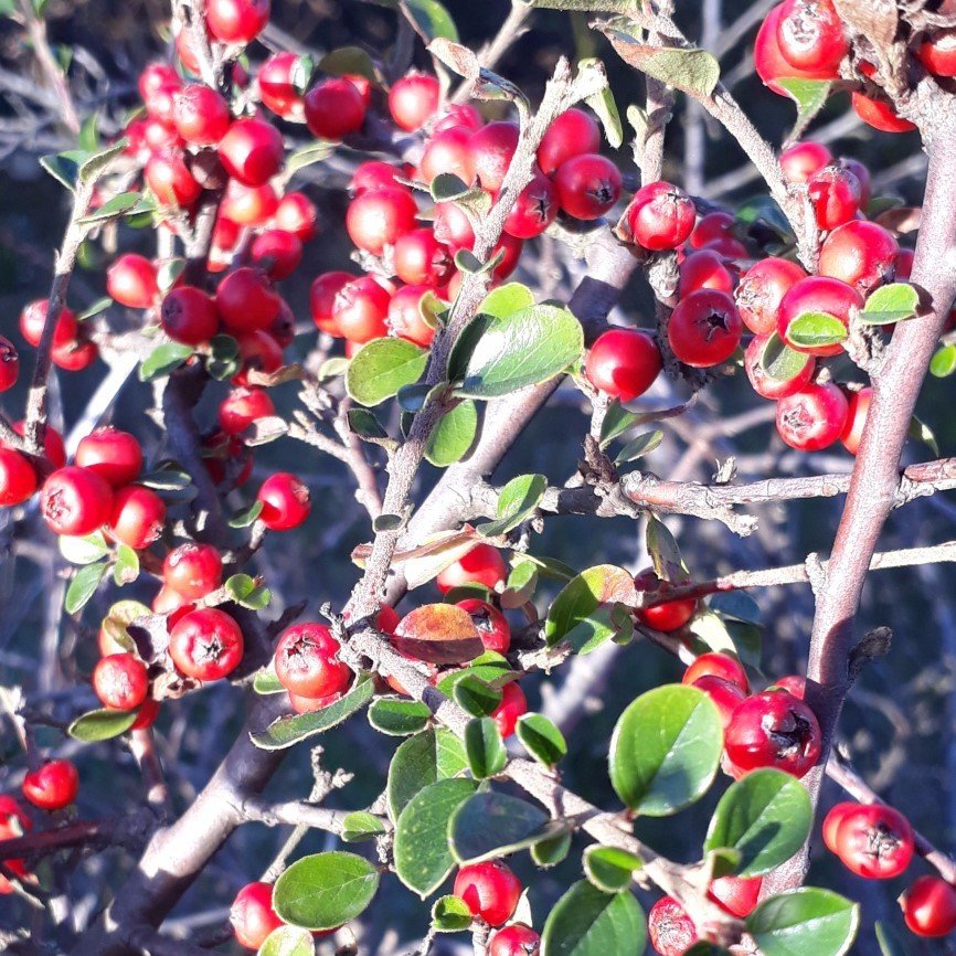 Tüplü Cotoneaster Taş Elması Dağ Muşmulası Fidanı