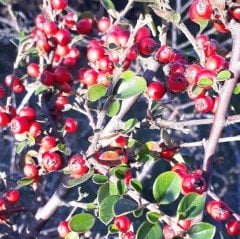 Tüplü Cotoneaster Taş Elması Dağ Muşmulası Fidanı