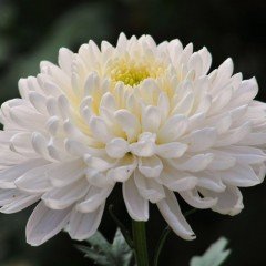 Beyaz Renkli Pompon Aster Çiçeği Tohumu (20 tohum)