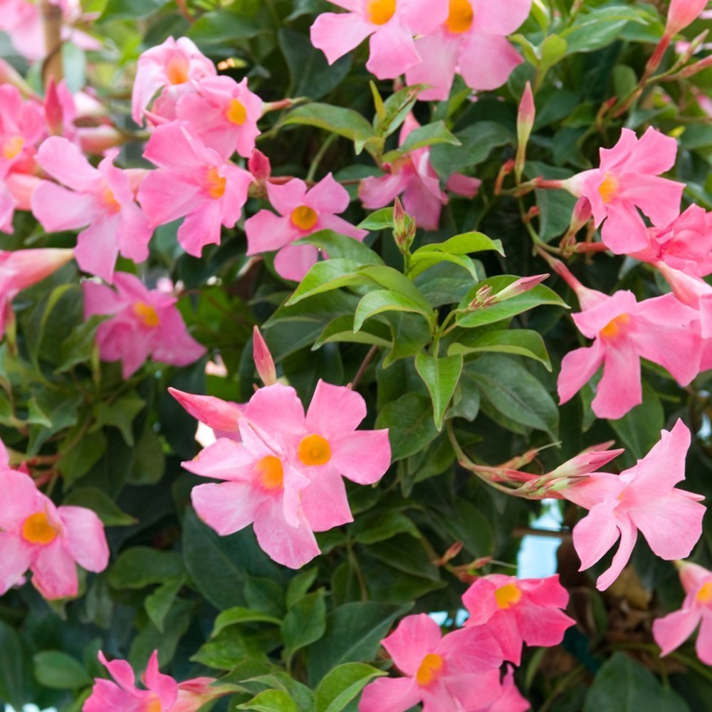 Tüplü Pembe Çiçekli Mandevilla Fidanı (20-40)